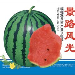 西瓜种子
