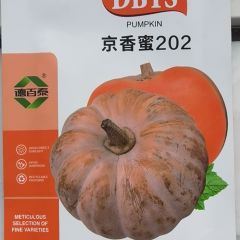 京香蜜202南瓜