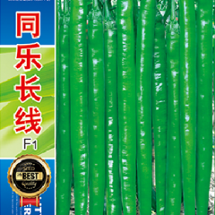 辣椒种子-同乐长线F1