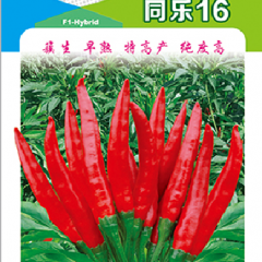辣椒种子-同乐16