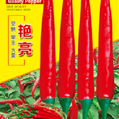 辣椒种子鲜亮
