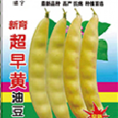 新育-超早黄油豆