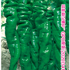 辣椒种子-萧陇六号