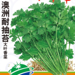 香菜种子-澳洲耐抽苔
