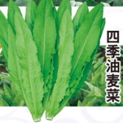 四季油麦菜种子