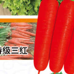 特级三红胡萝卜种子