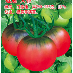 魁冠天香-西红柿种子